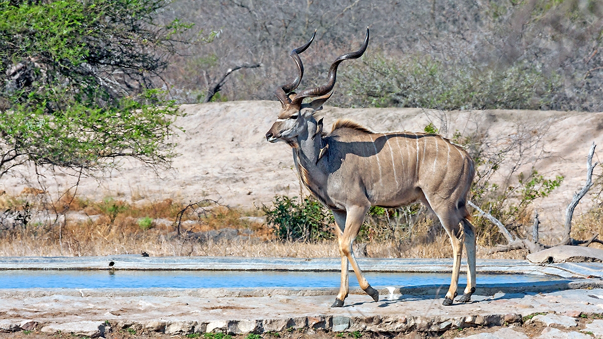 Greater Kudu [Tragelaphus strepsiceros strepsiceros]