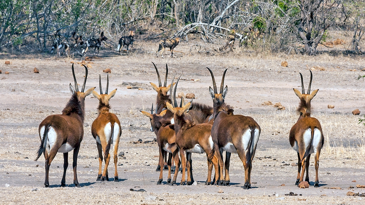 Sable Antelope [Hippotragus niger niger]