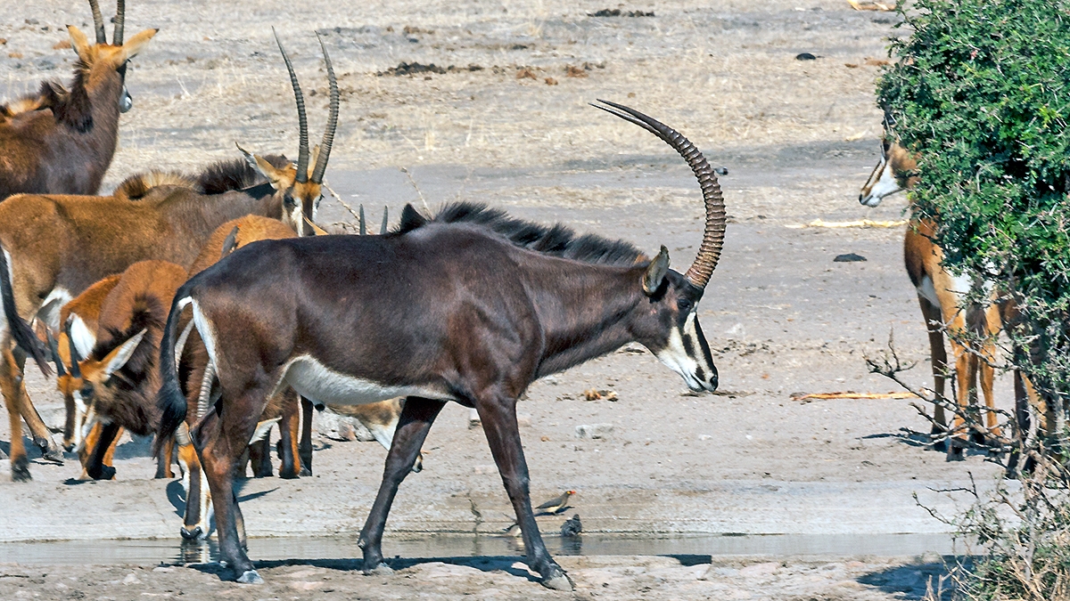 Sable Antelope [Hippotragus niger niger]