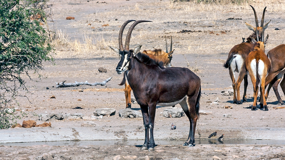 Sable Antelope [Hippotragus niger niger]