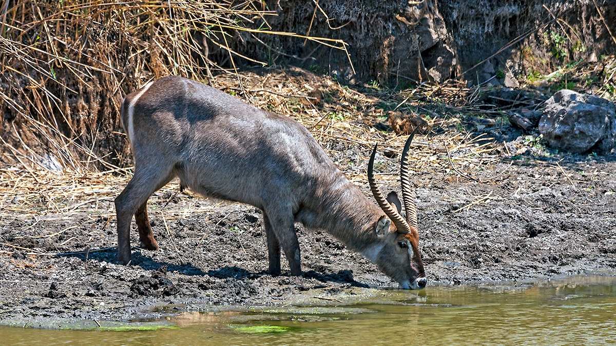 Waterbuck [Kobus ellipsiprymnus ellipsiprymnus]