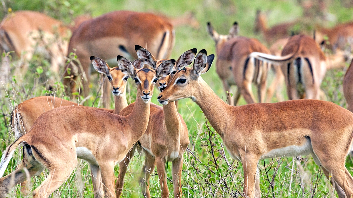 Impala [Aepyceros melampus melampus]