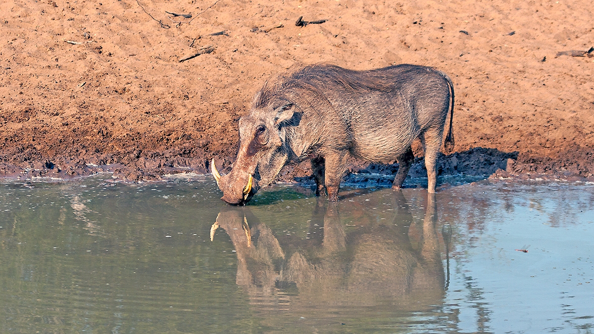 Common Warthog [Phacochoerus africanus sundewallii]