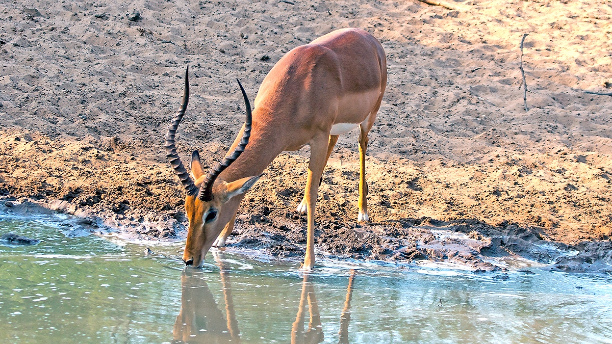 Impala [Aepyceros melampus melampus]