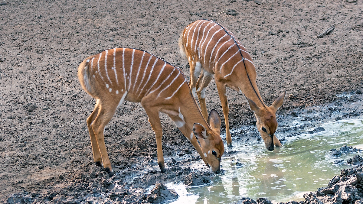 Nyala [Tragelaphus angasii]