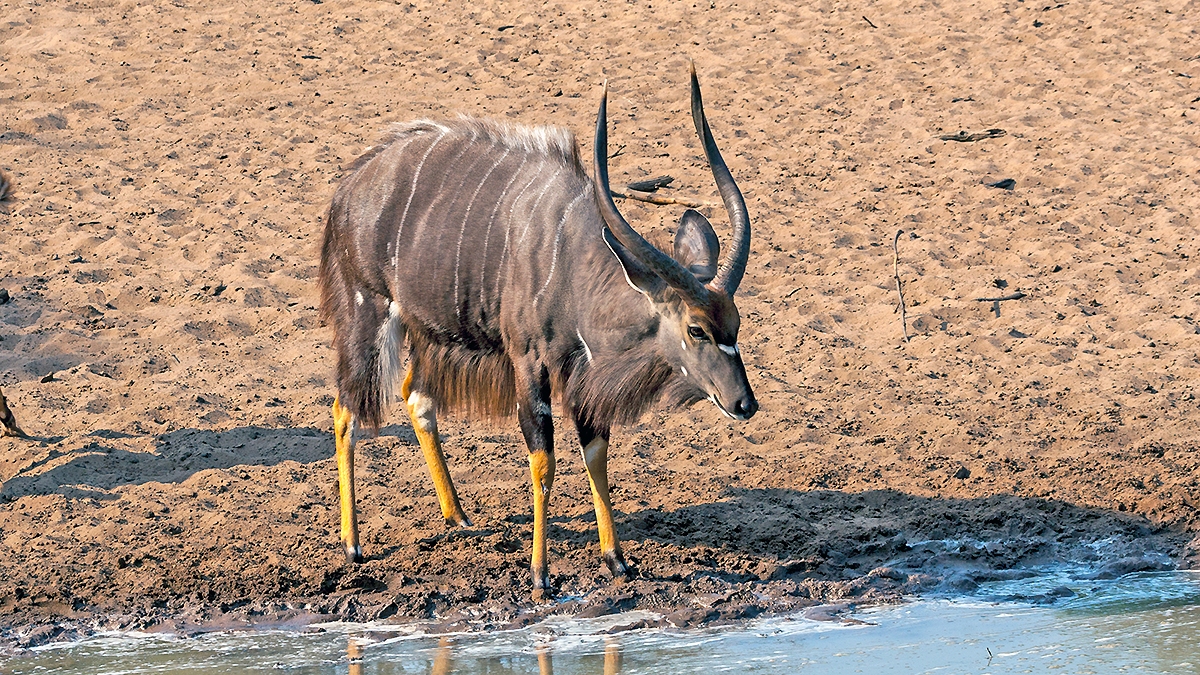 Nyala [Tragelaphus angasii]