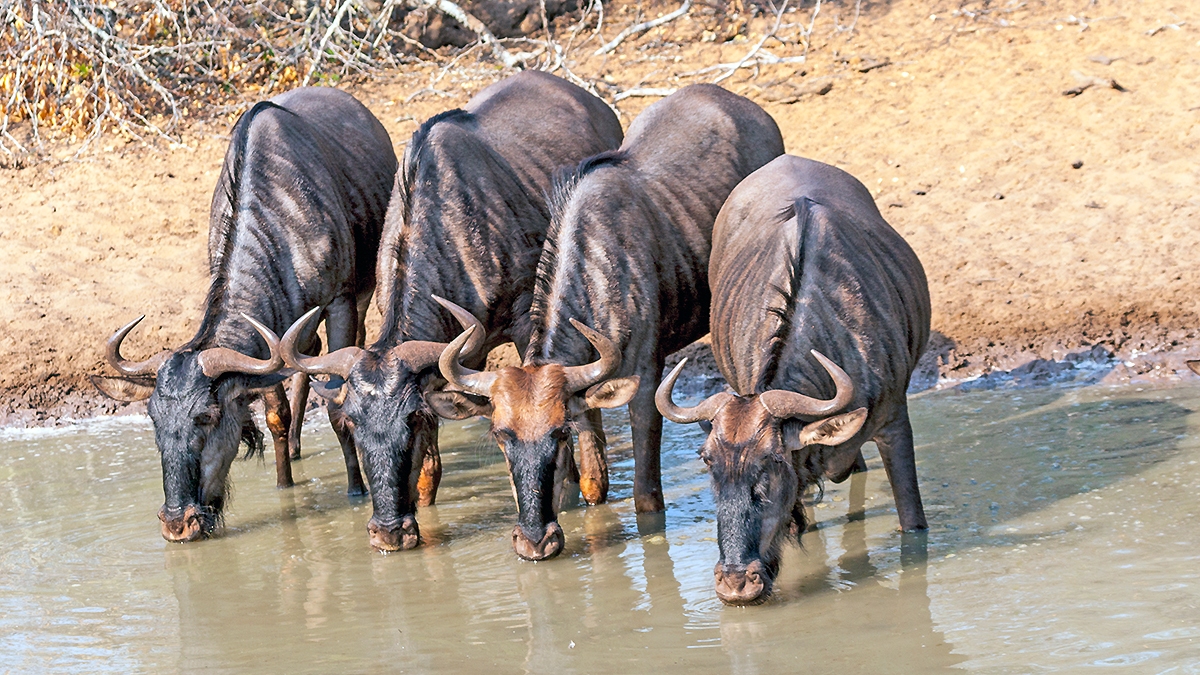 Blue Wildebeest [Connochaetes taurinus taurinus]