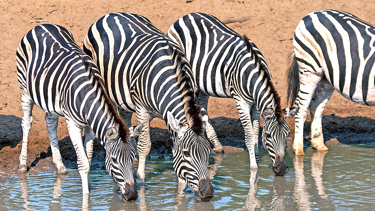 Plains Zebra [Equus quagga burchellii]