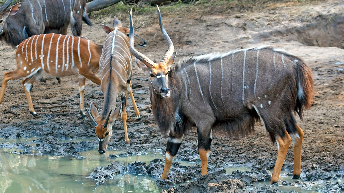 Nyala [Tragelaphus angasii]