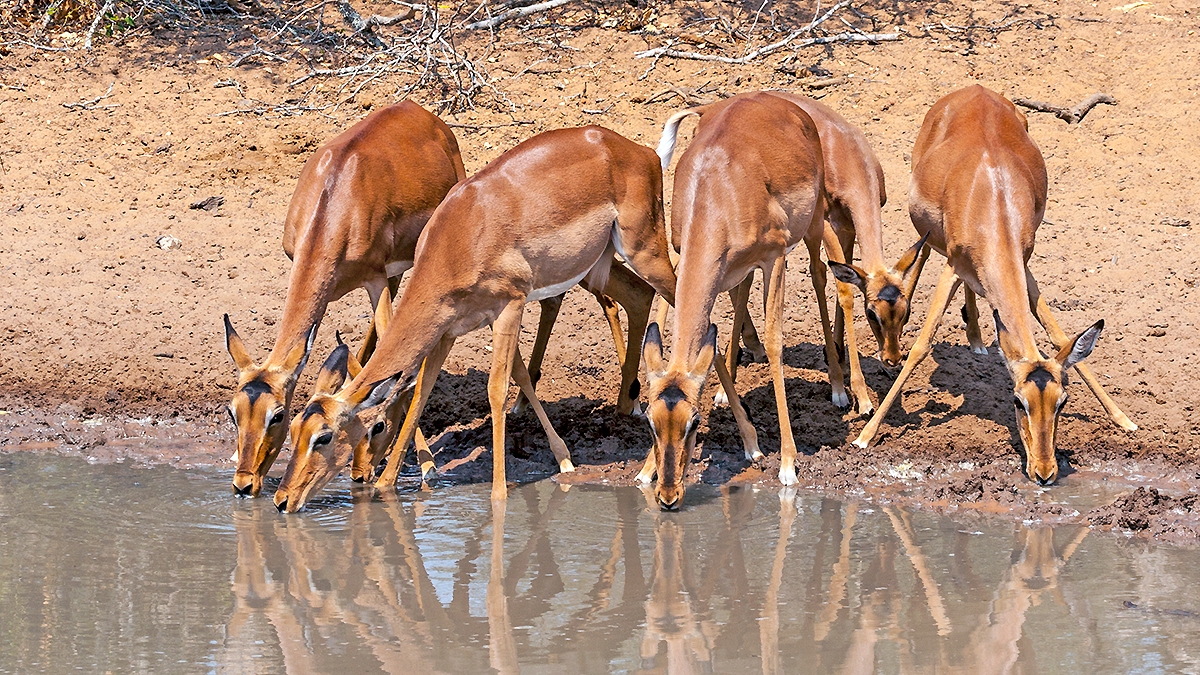 Impala [Aepyceros melampus melampus]