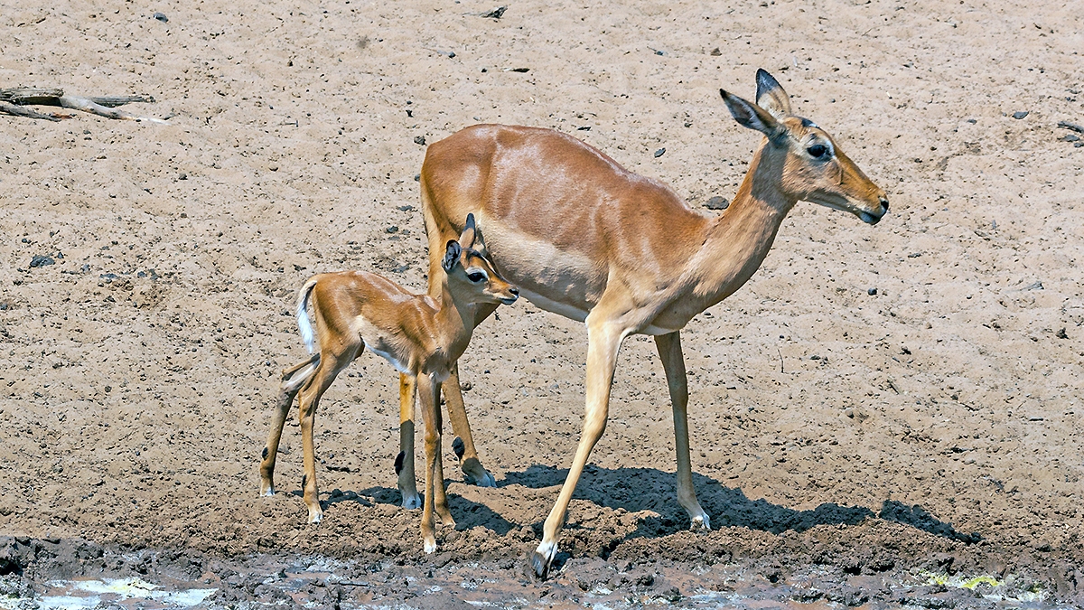 Impala [Aepyceros melampus melampus]