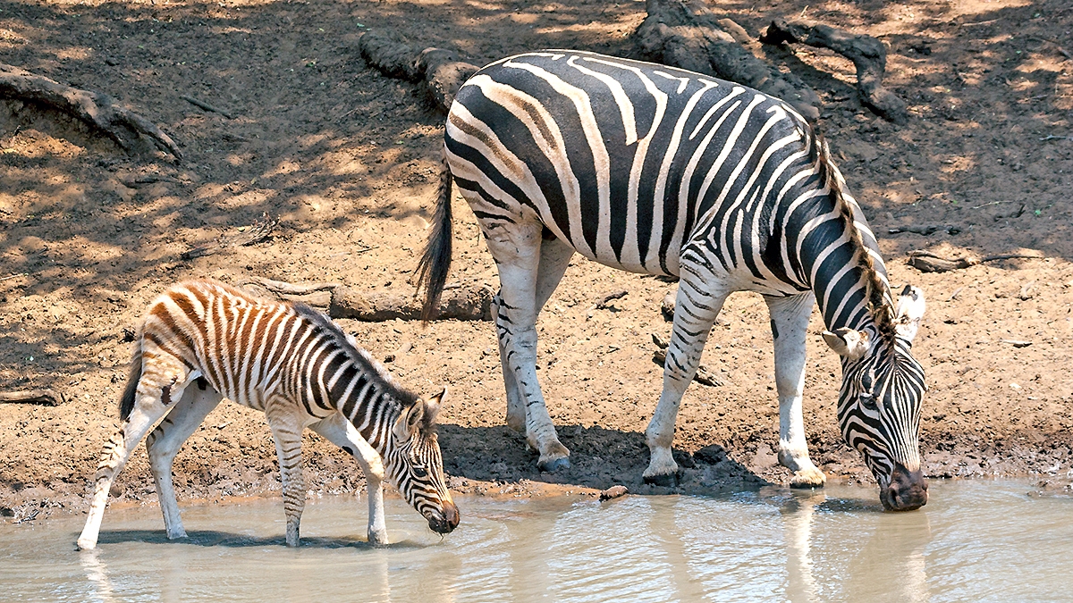 Plains Zebra [Equus quagga burchellii]