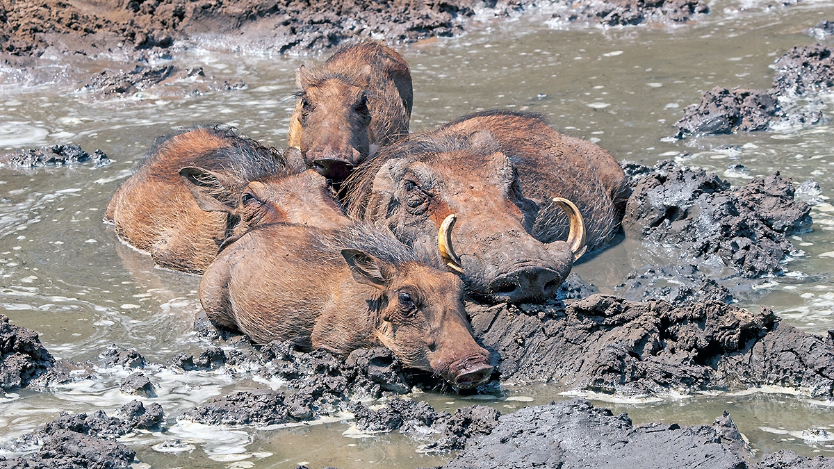 Common Warthog [Phacochoerus africanus sundewallii]
