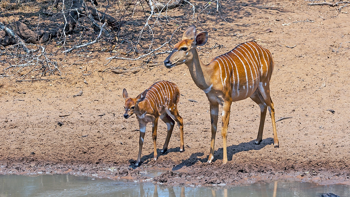 Nyala [Tragelaphus angasii]