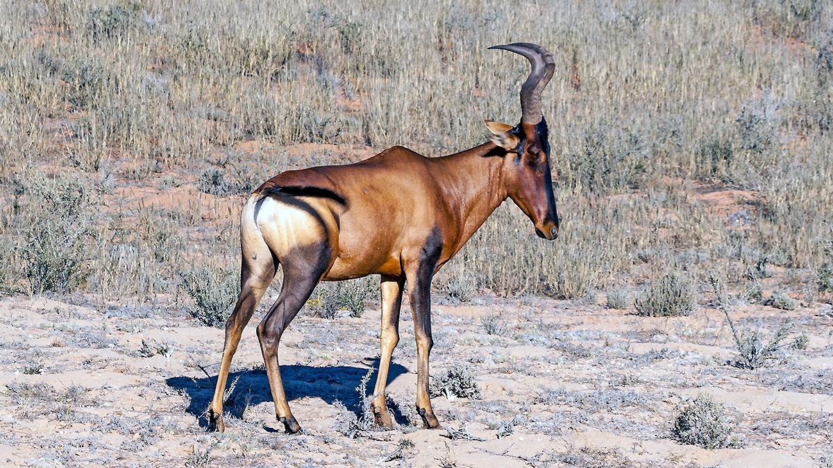 Hartebeest [Alcelaphus buselaphus caama]