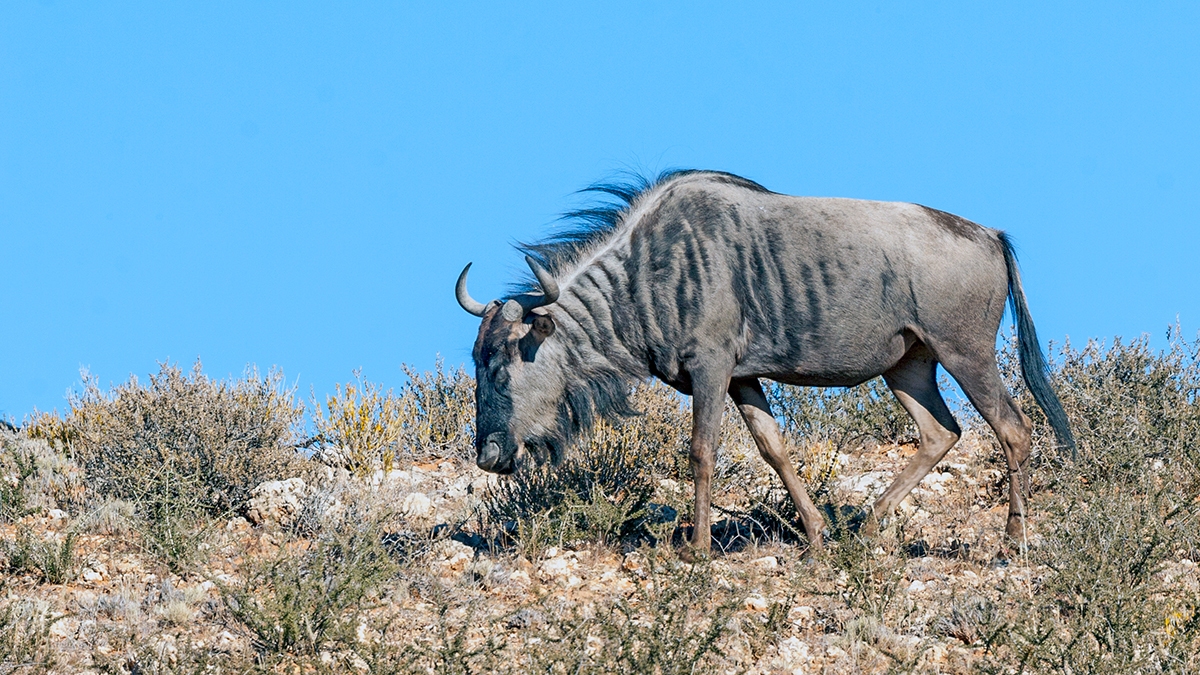 Blue Wildebeest [Connochaetes taurinus taurinus]