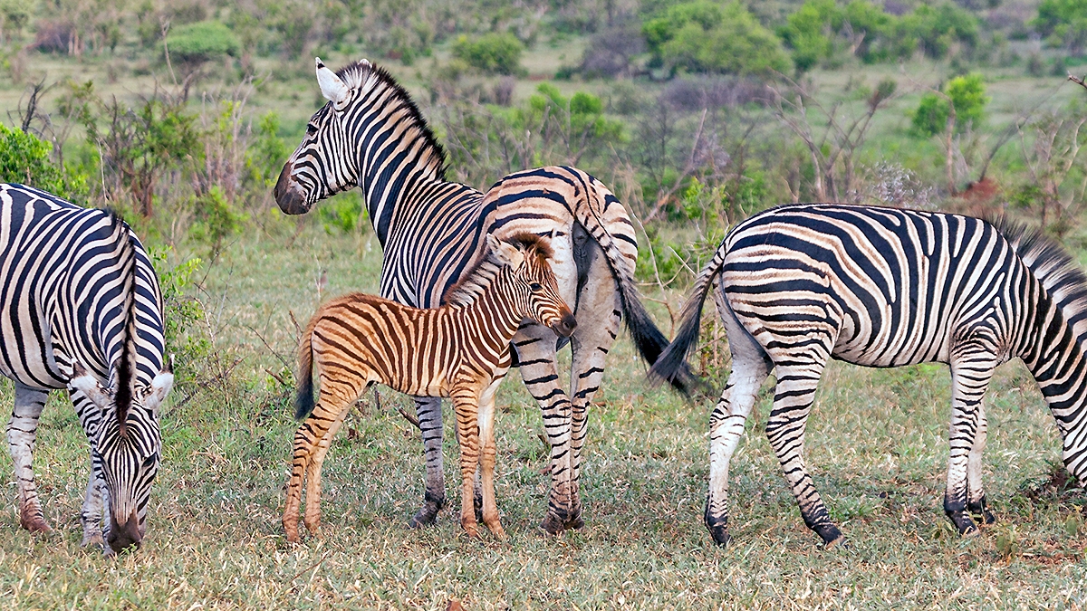 Plains Zebra [Equus quagga chapmani]