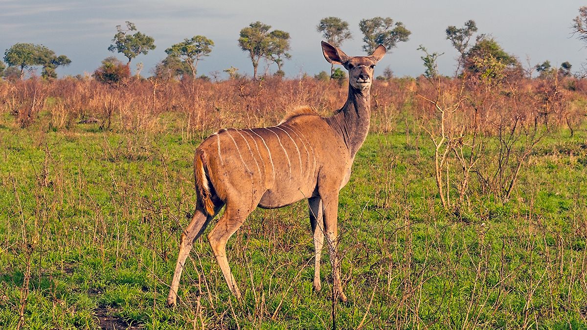 Greater Kudu [Tragelaphus strepsiceros strepsiceros]