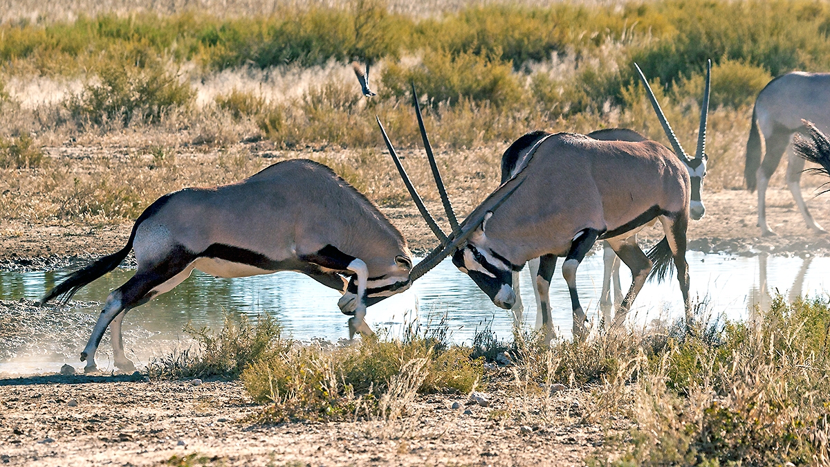 Gemsbok [Oryx gazella]