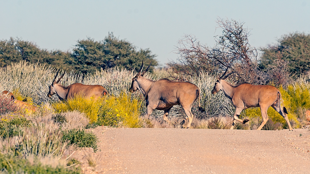 Common Eland [Taurotragus oryx oryx]