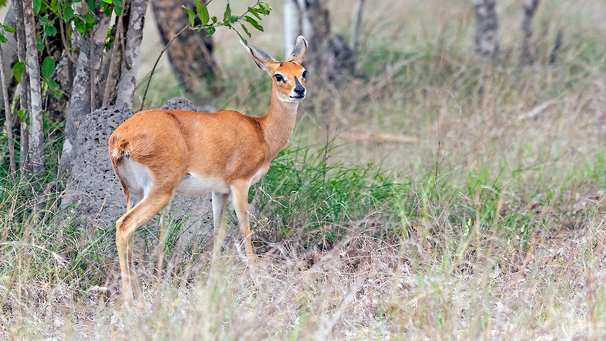 Steenbok [Raphicerus campestris]