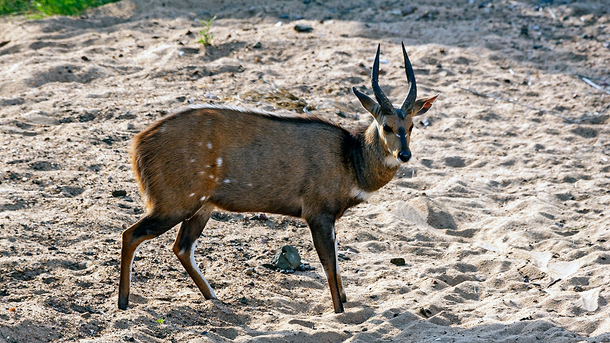 Bushbuck [Tragelaphus sylvaticus sylvaticus]