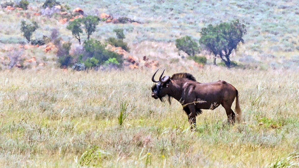 Black Wildebeest [Connochaetes gnou]