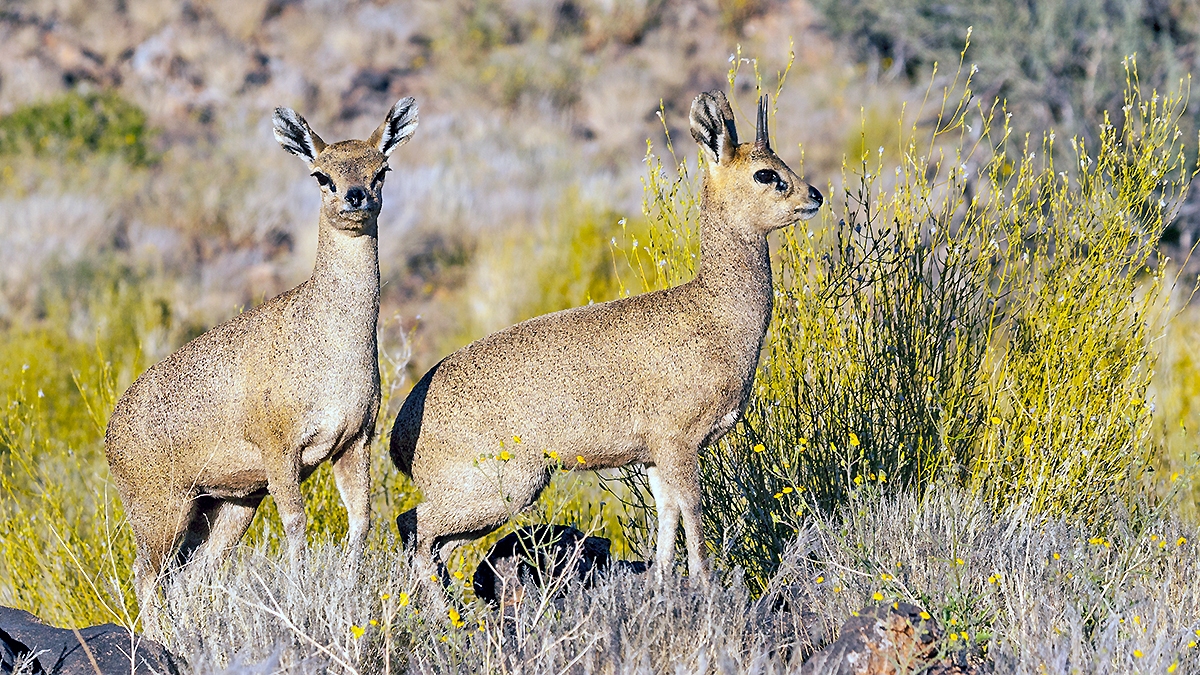 Klipspringer [Oreotragus oreotragus oreotragus]