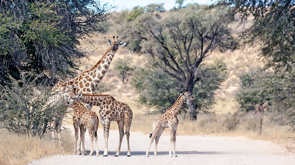 Southern Giraffe [Giraffa giraffa angolensis]