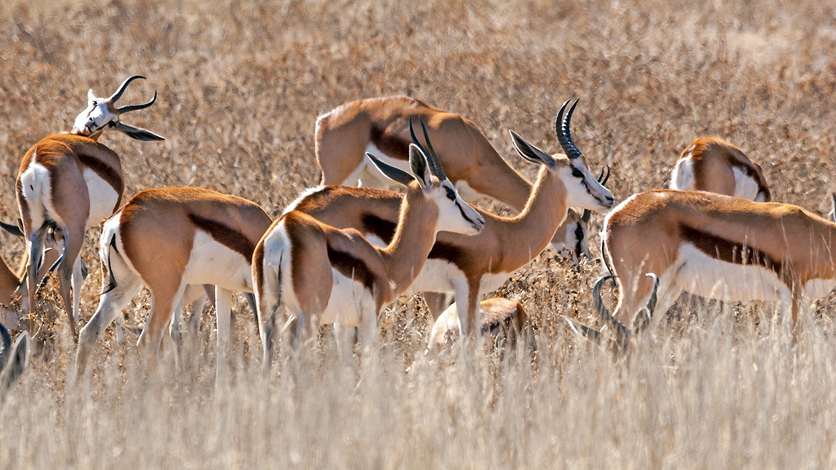Springbok [Antidorcas marsupialis hofmeyri]
