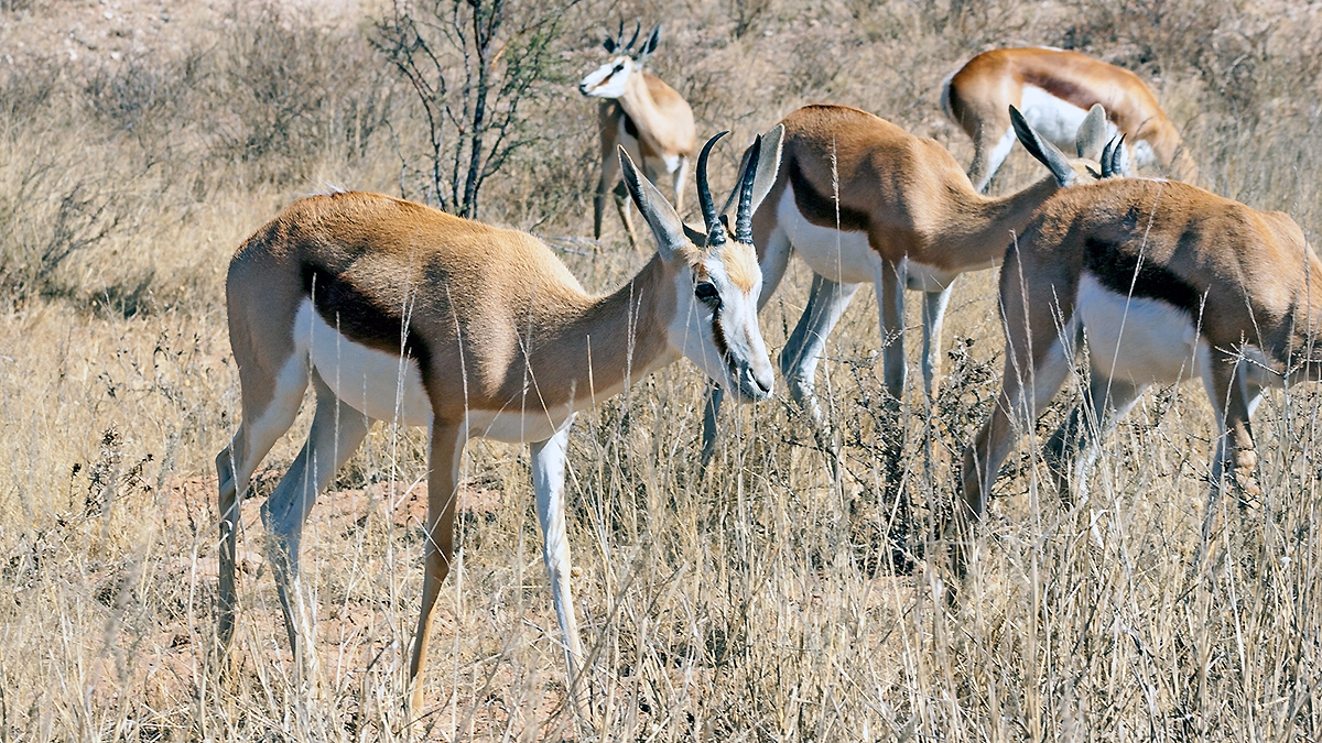 Springbok [Antidorcas marsupialis hofmeyri]