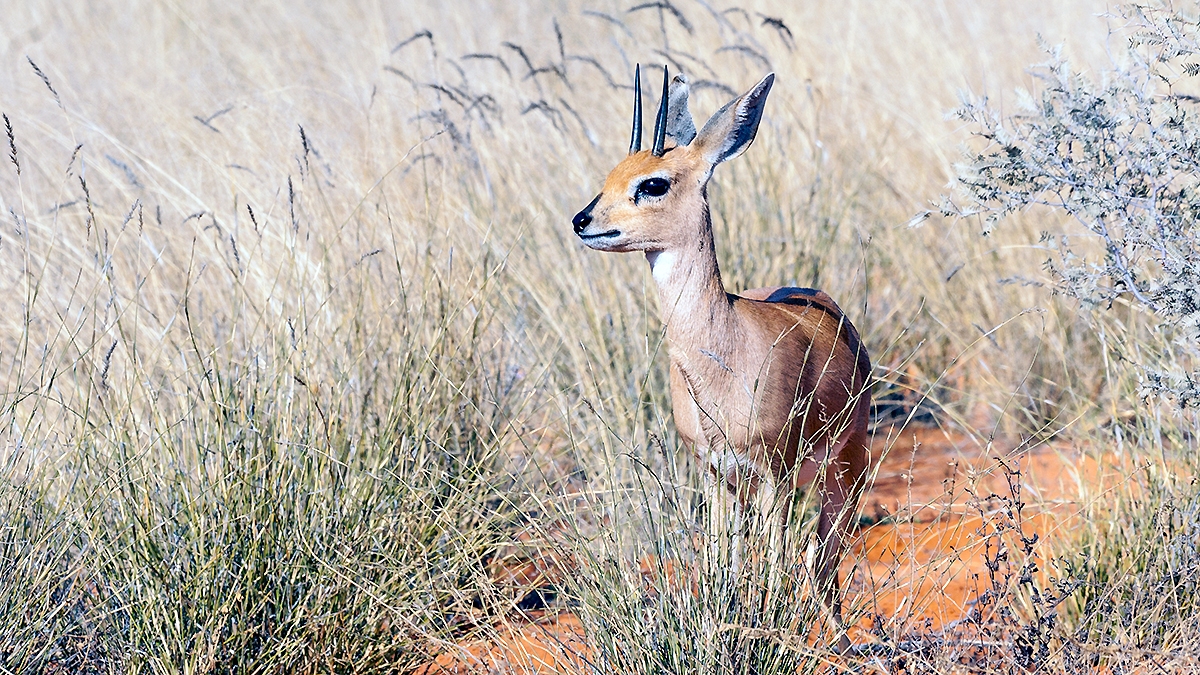 Steenbok [Raphicerus campestris]