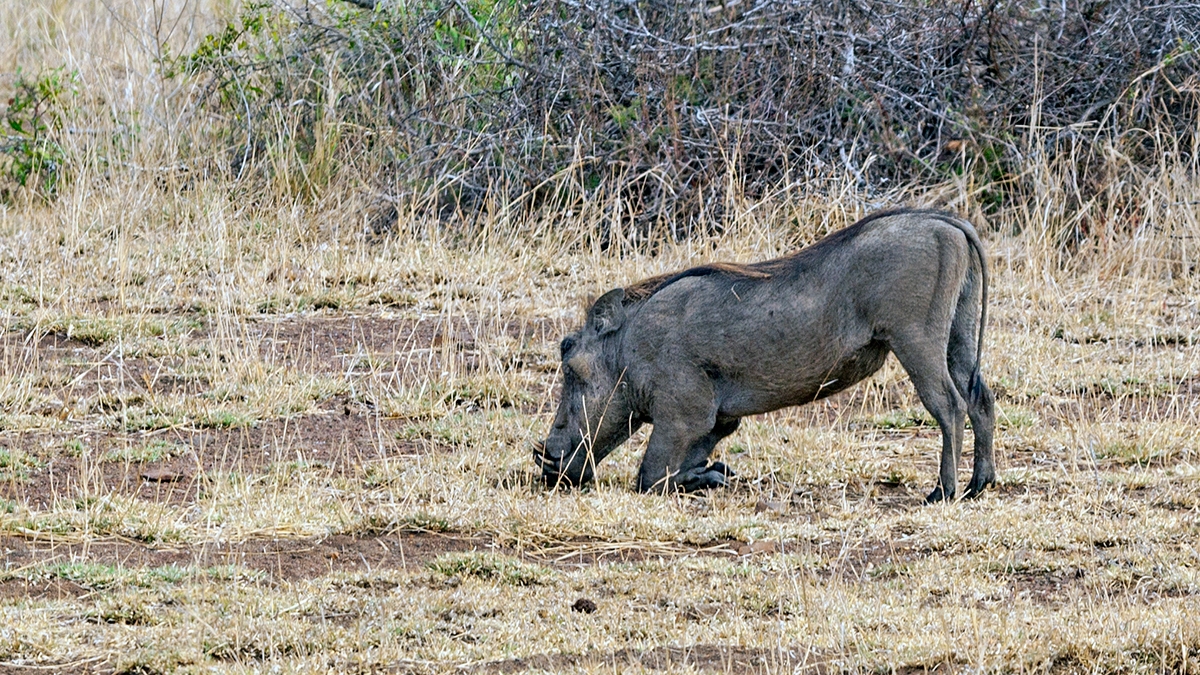 Common Warthog [Phacochoerus africanus sundewallii]