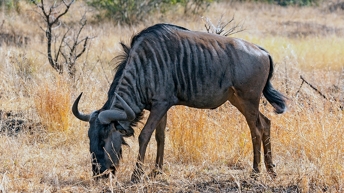 Blue Wildebeest [Connochaetes taurinus taurinus]
