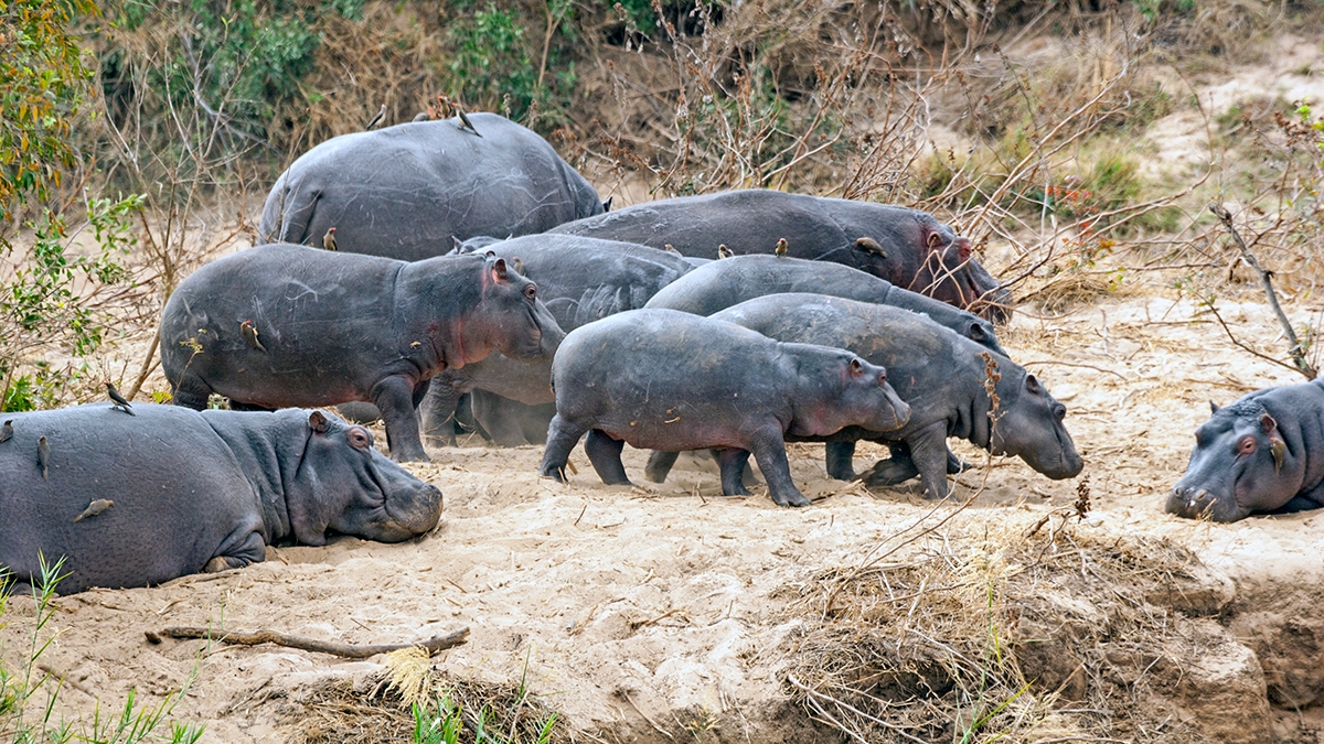 Common Hippopotamus [Hippopotamus amphibius capensis]