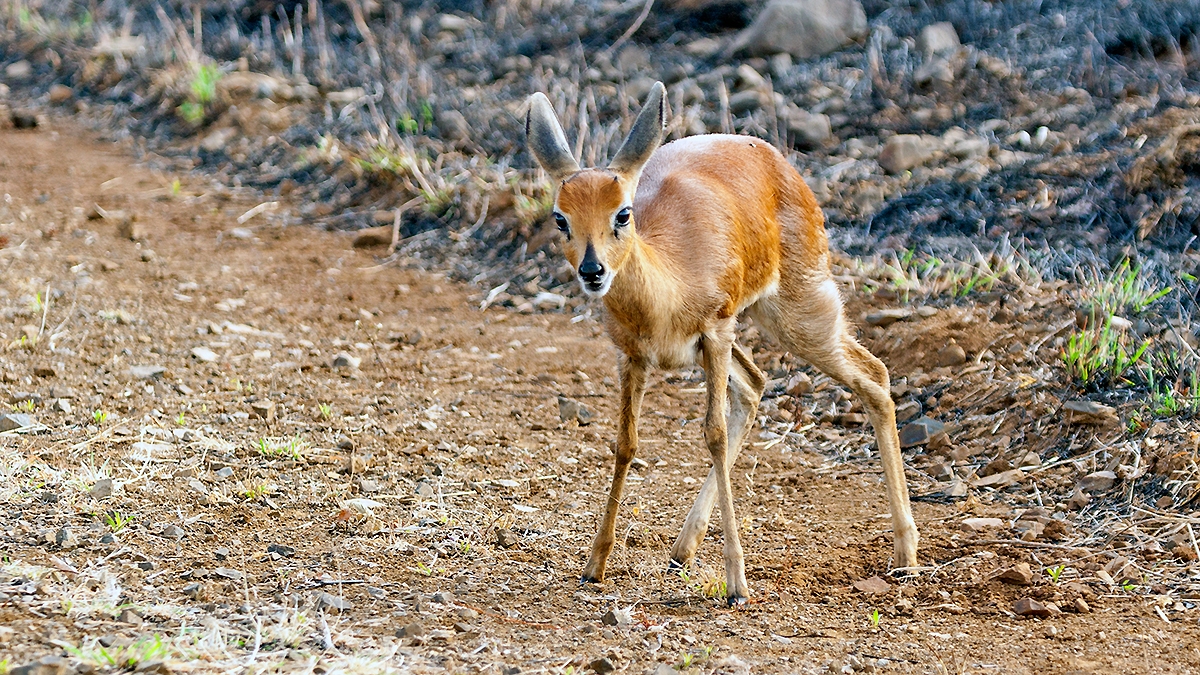 Steenbok [Raphicerus campestris]