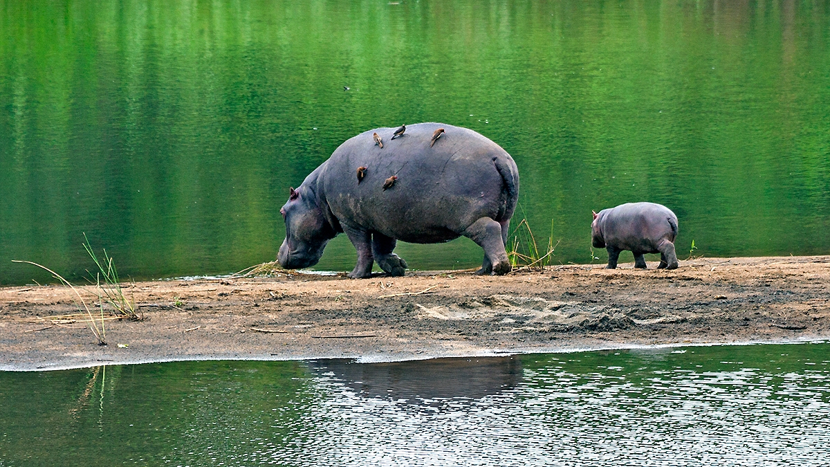 Common Hippopotamus [Hippopotamus amphibius capensis]