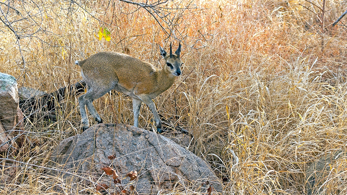Klipspringer [Oreotragus oreotragus transvaalensis]