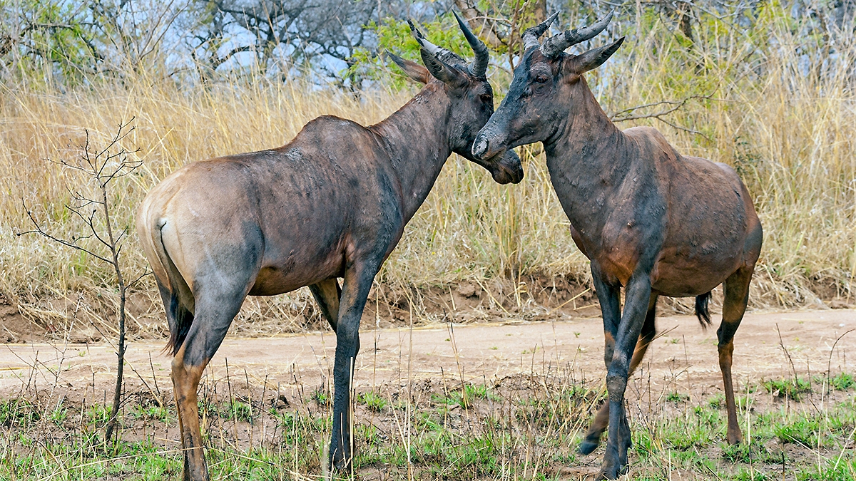 Tsessebe [Damaliscus lunatus lunatus]