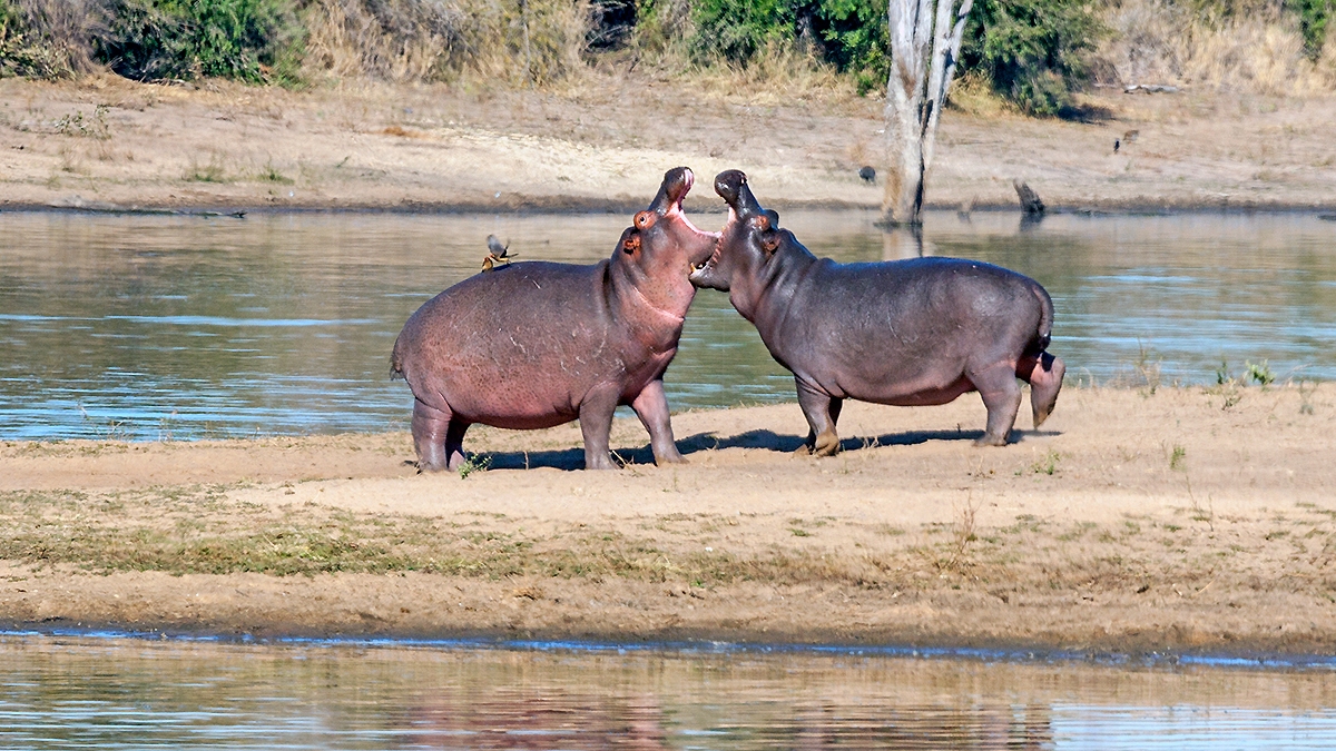 Common Hippopotamus [Hippopotamus amphibius capensis]