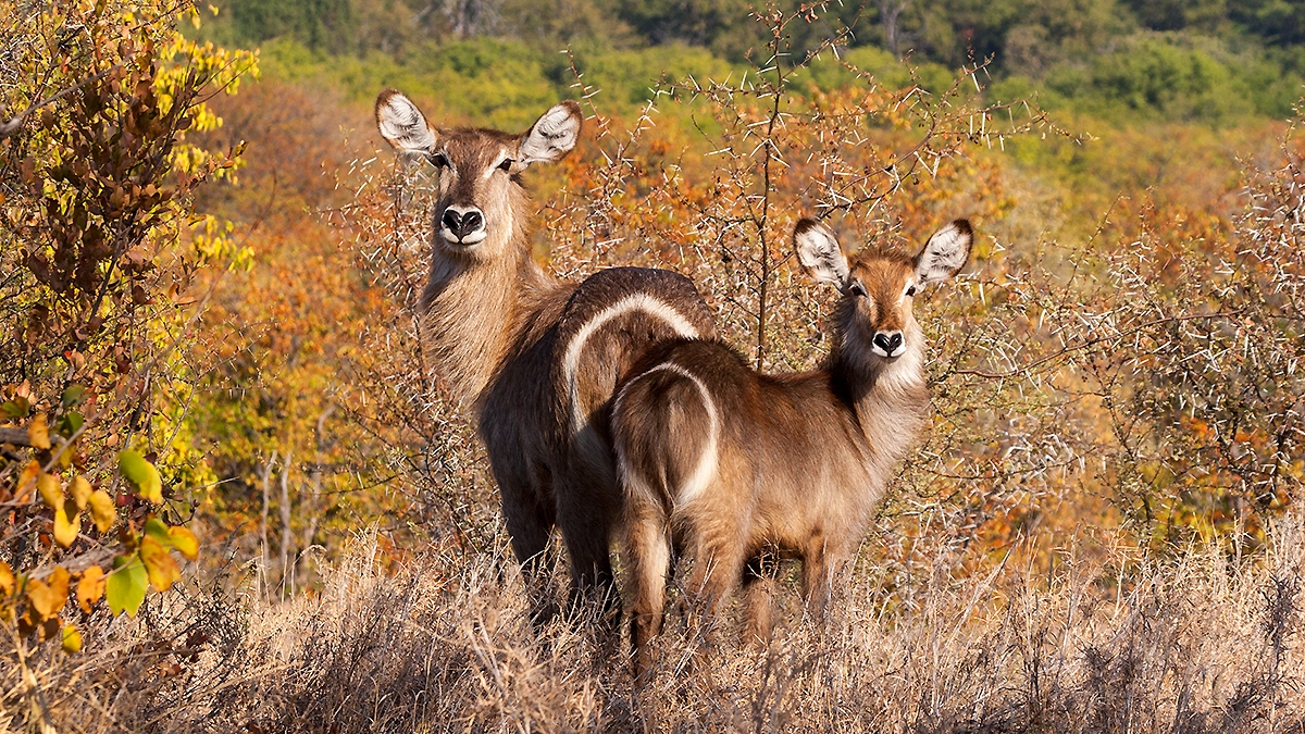 Waterbuck [Kobus ellipsiprymnus ellipsiprymnus]