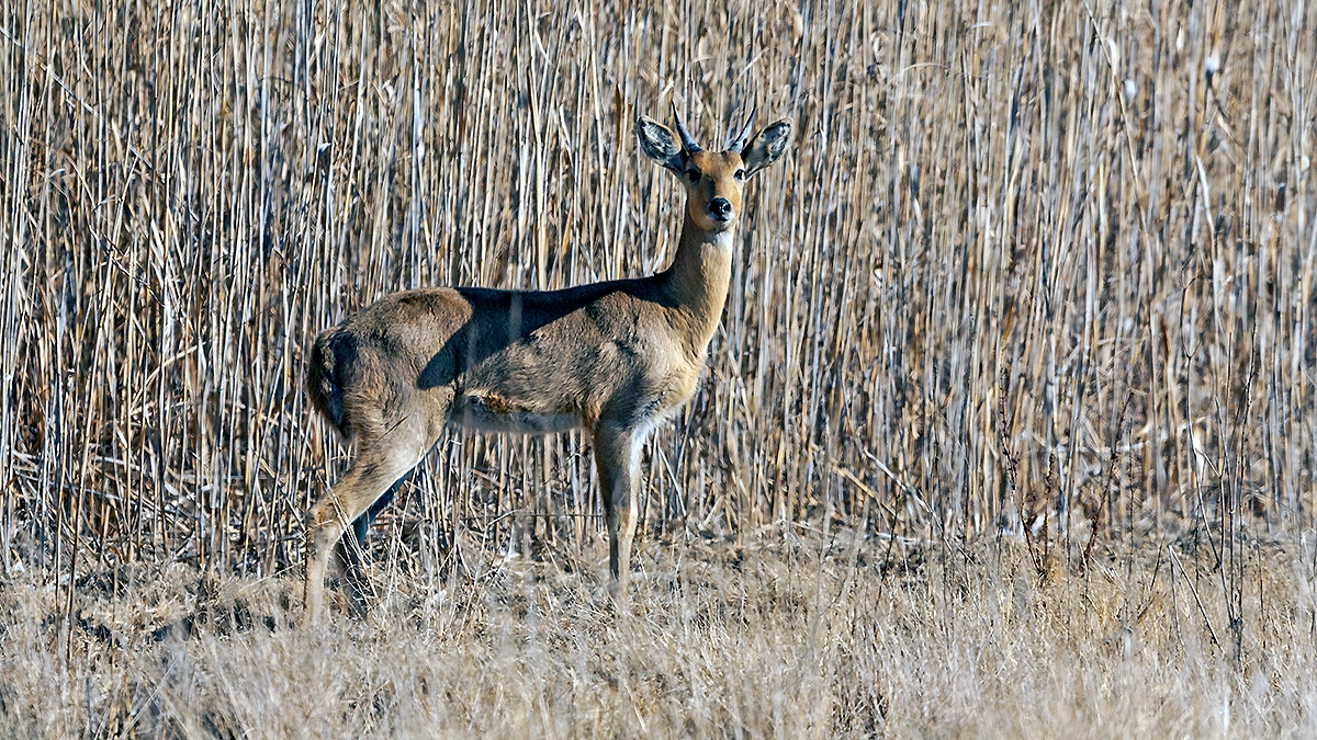 Southern Reedbuck [Redunca arundinum arundinum]