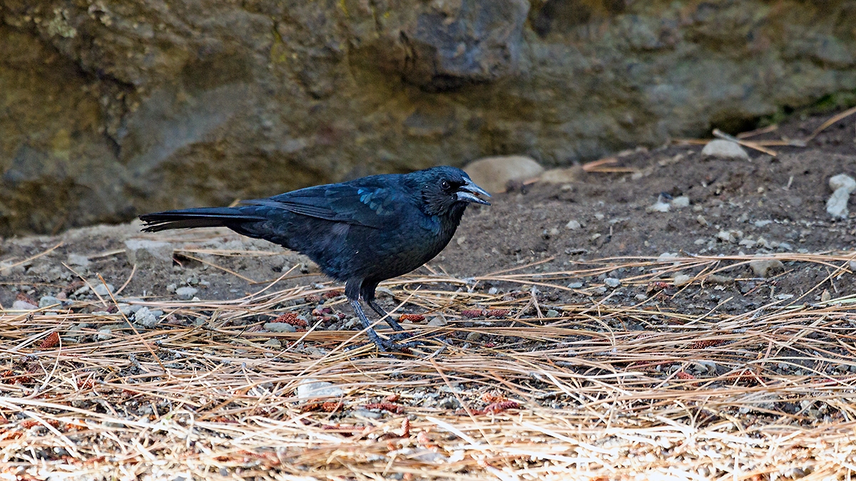 Austral Blackbird [Curaeus curaeus curaeus]