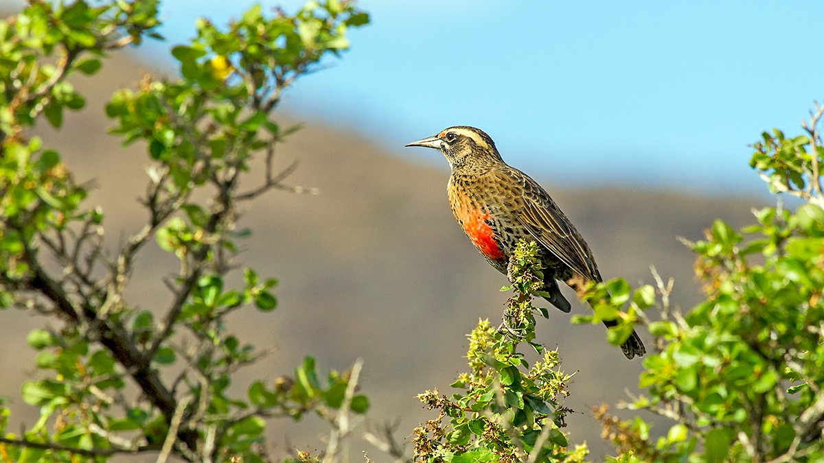 Long-tailed Meadowlark [Leistes loyca loyca]
