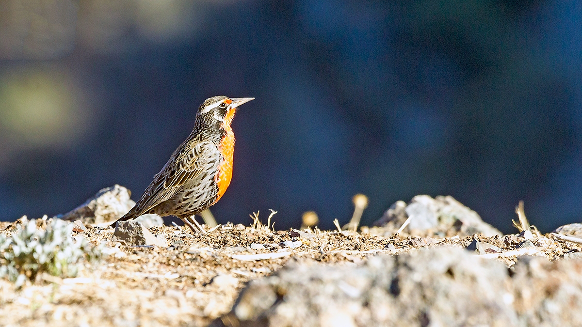 Long-tailed Meadowlark [Leistes loyca loyca]