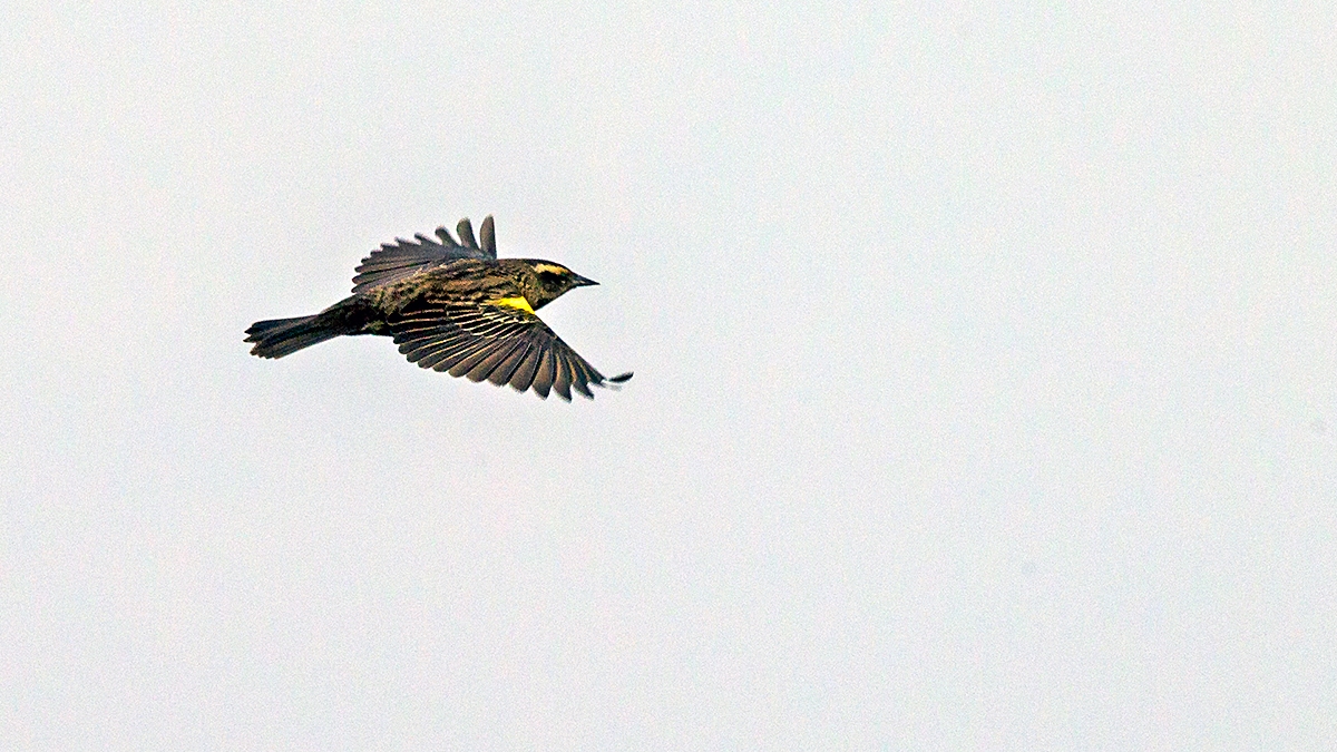 Yellow-winged Blackbird [Agelasticus thilius thilius]