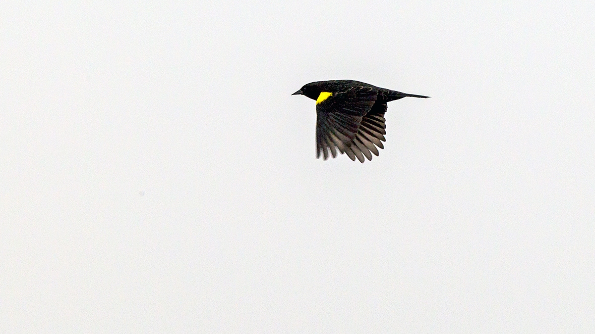 Yellow-winged Blackbird [Agelasticus thilius thilius]