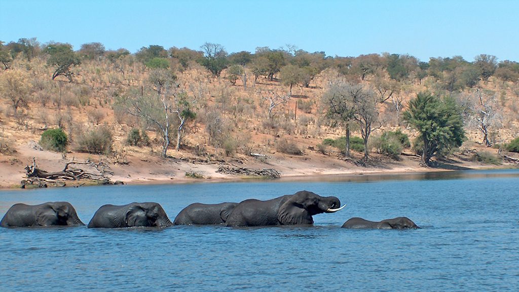 Elephants crossing the Chobe River in Botswana